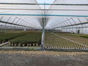 Spring '25 production at Allensmore